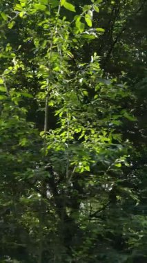 Yazın güzel bir ormanın dikey videosu