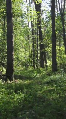 Yazın güzel bir ormanın dikey videosu