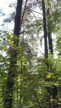 Yazın güzel bir ormanın dikey videosu