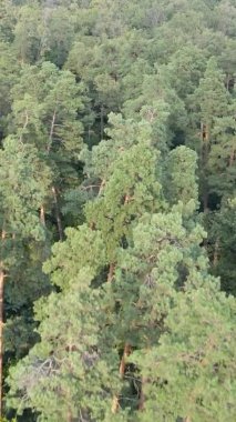 Yazın güzel bir ormanın dikey videosu