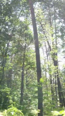 Yazın güzel bir ormanın dikey videosu