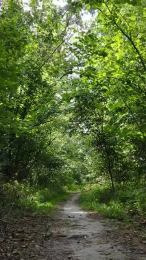 Gündüz yeşil ormanın dikey videosu