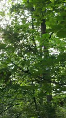 Gündüz yeşil ormanın dikey videosu