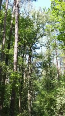 Gündüz ormanın dikey videosu