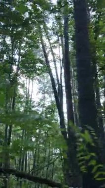 Gündüz ormanın dikey videosu