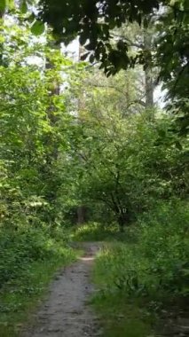 Gündüz ormanın dikey videosu