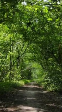 Gündüz ormanın dikey videosu