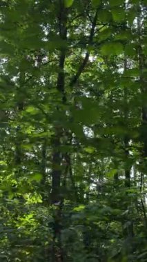 Gündüz ormanın dikey videosu
