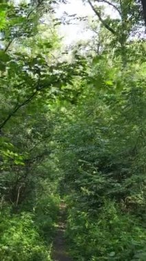 Gündüz ormanın dikey videosu