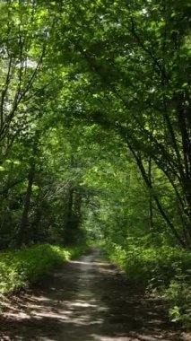 Gündüz ormanın dikey videosu