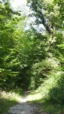 Gündüz ormanın dikey videosu