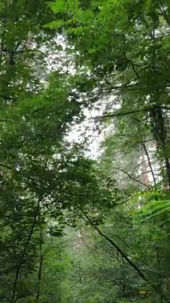 Pionowe wideo lasu w dzień — Wideo stockowe