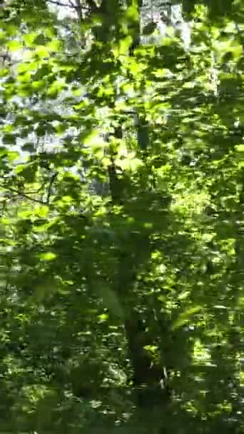 Vídeo vertical de bosque por día — Vídeos de Stock