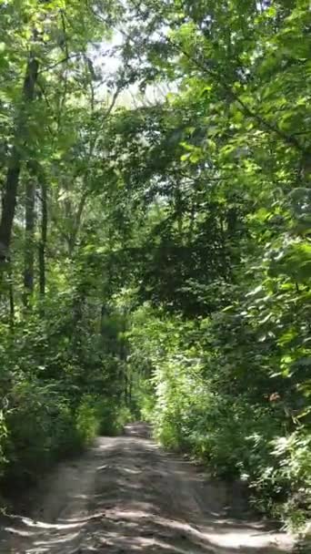 Vertikal video av skog på dagen — Stockvideo