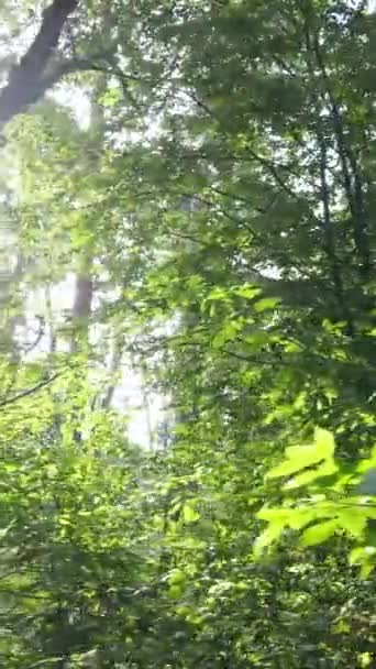 낮에 촬영되는 숲의 수직 영상 — 비디오