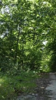 Gündüz ormanın dikey videosu