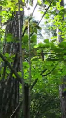 Gündüz ormanın dikey videosu