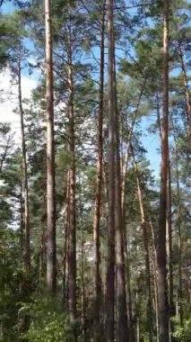 Gündüz ormanın dikey videosu