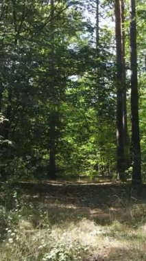 Gündüz ormanın dikey videosu