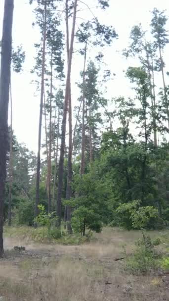 Vidéo verticale de la forêt par jour — Video