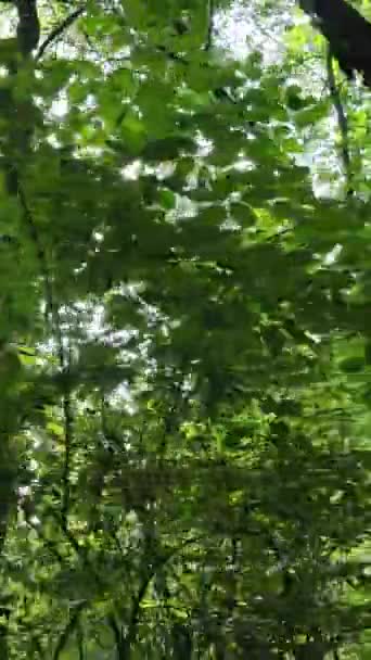 Vídeo vertical de bosque por día — Vídeo de stock