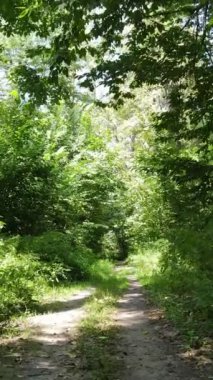 Gündüz ormanın dikey videosu