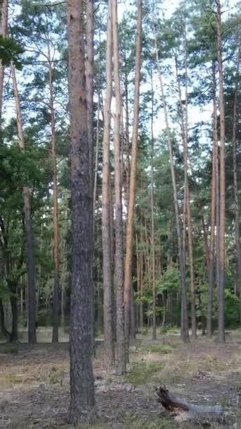 Pionowe wideo lasu w dzień — Wideo stockowe