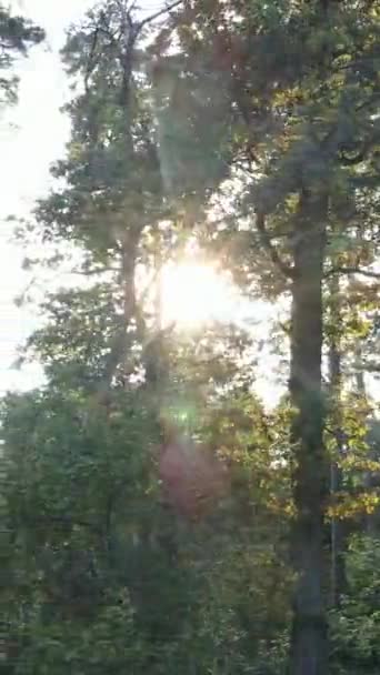 Vertikal video av skog på dagen — Stockvideo