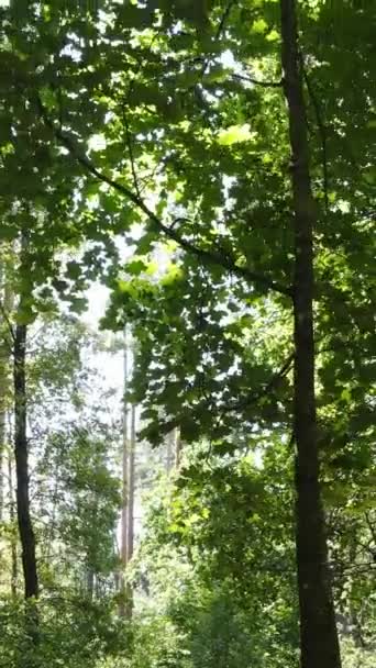 Video verticale della foresta di giorno — Video Stock