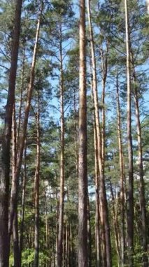 Gündüz ormanın dikey videosu