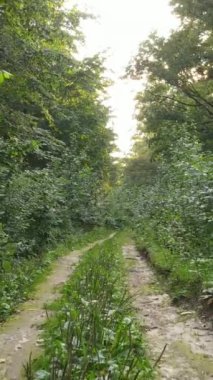 Gündüz ormanın dikey videosu