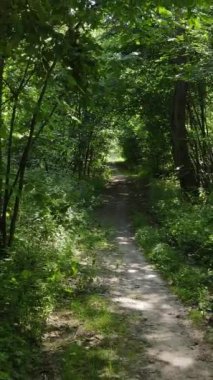 Gündüz ormanın dikey videosu