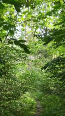 Gündüz ormanın dikey videosu