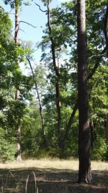 Gündüz ormanın dikey videosu