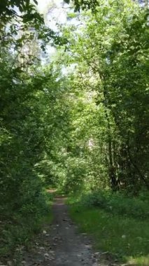 Gündüz ormanın dikey videosu