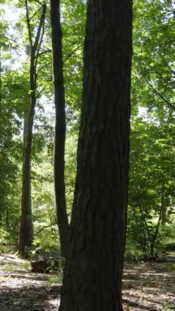 昼間の森の垂直ビデオ — ストック動画