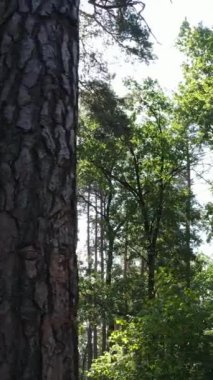 Gündüz ormanın dikey videosu