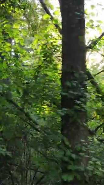 Vidéo verticale de la forêt par jour — Video