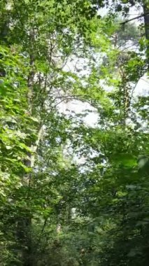 Gündüz ormanın dikey videosu