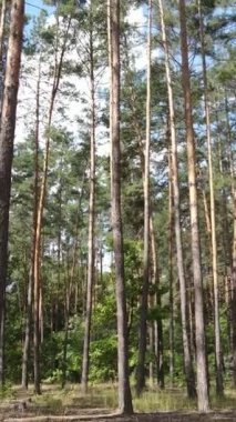 Gündüz ormanın dikey videosu