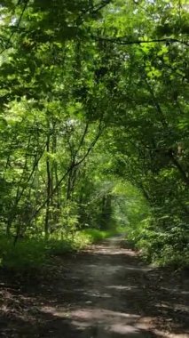 Gündüz ormanın dikey videosu