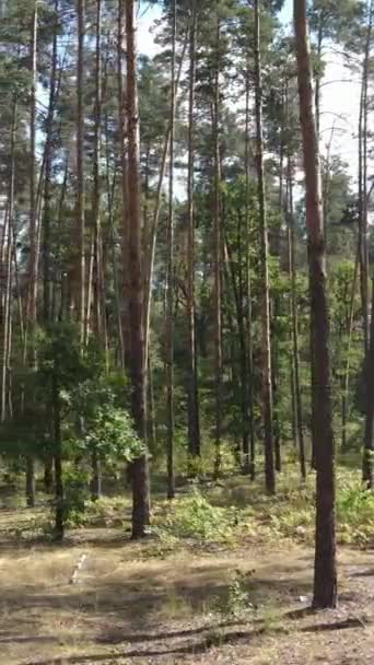 Vidéo verticale de la forêt par jour — Video