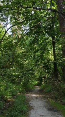 Gündüz ormanın dikey videosu