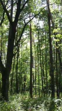 Gündüz ormanın dikey videosu