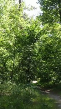 Gündüz ormanın dikey videosu