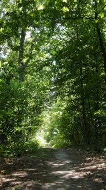 Gündüz vakti ormandaki güzel doğal manzaranın dikey videosu.