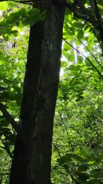Vertical video of forest by day — Stock Video