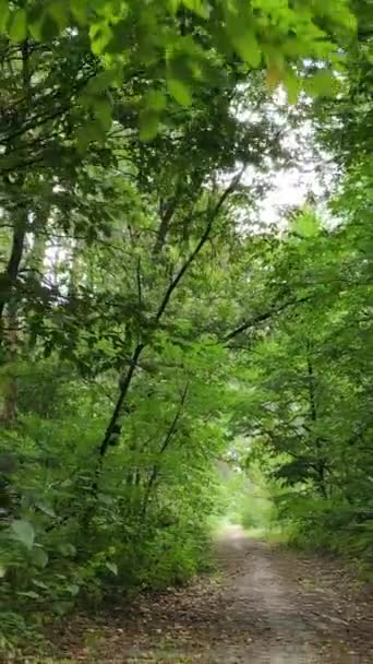 Vídeo vertical de uma bela paisagem natural na floresta durante o dia — Vídeo de Stock