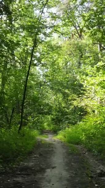 낮에 숲 속의 아름다운 자연 경관을 담은 수직 영상 — 비디오