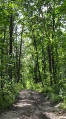 Gündüz vakti ormandaki güzel doğal manzaranın dikey videosu.